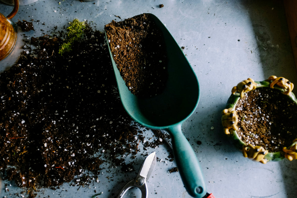 Close-up of green plants growing from the soil